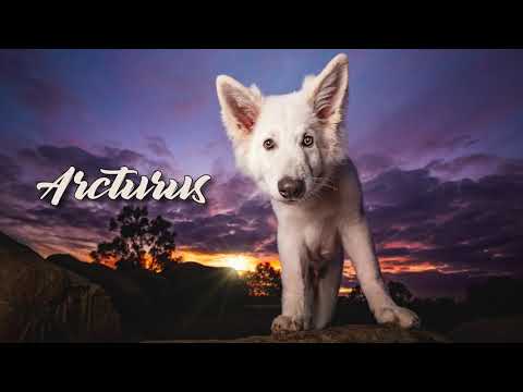 "Arcturus" - The White Swiss Shepherd
