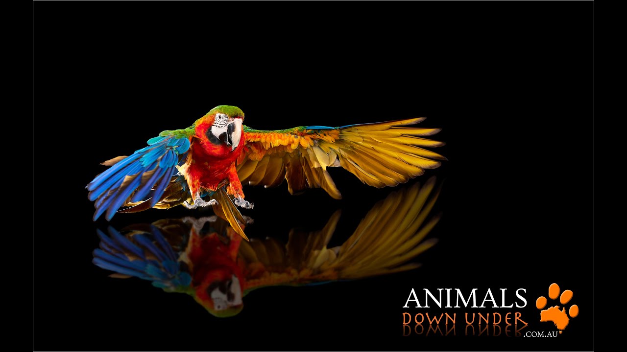 Animals Down Under - Redefining Pet Photography