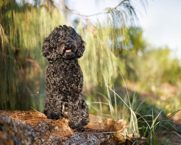 0009 gold coast dog photographer 768x614