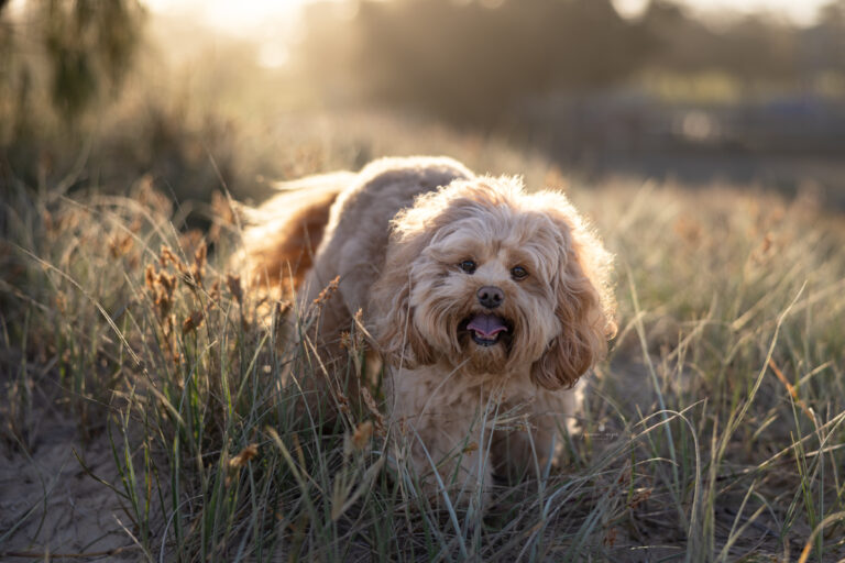 100 gold coast dog photographer 768x512