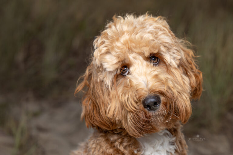 17112022 Hank 0434 Edit Edit 768x512