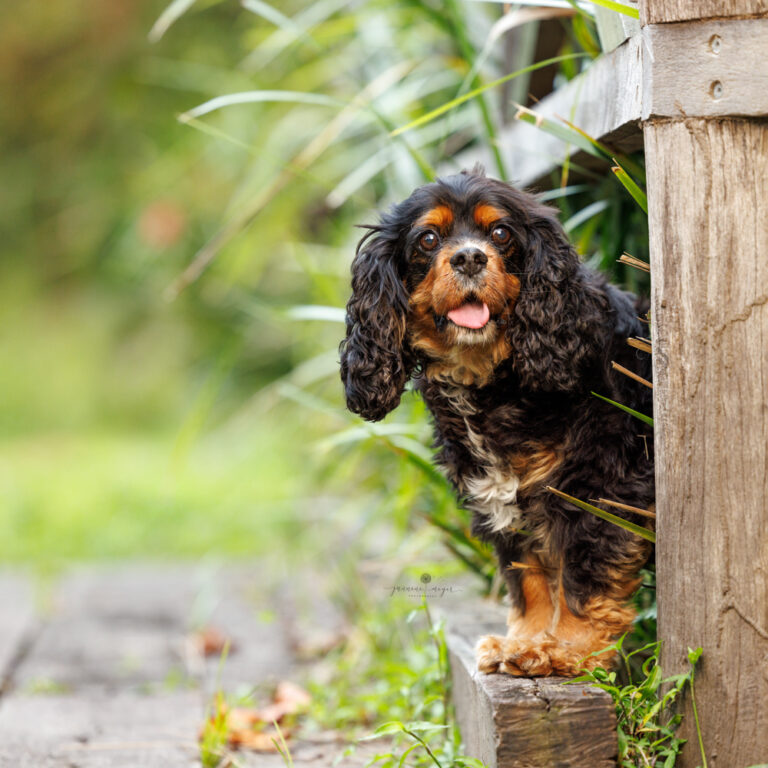 176 gold coast dog photographer 768x768