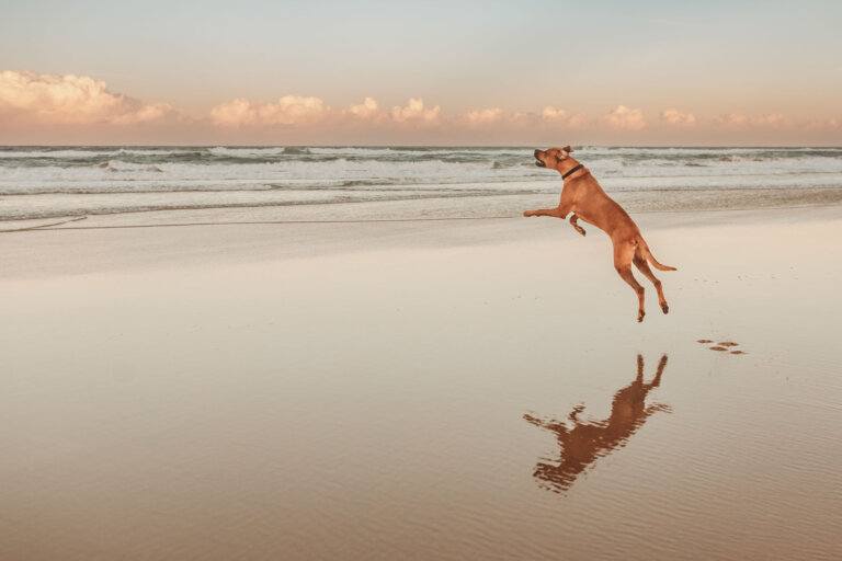 240514 SM Gold Coast Sunset Family Portraits Lubi Family 1262 1 768x512