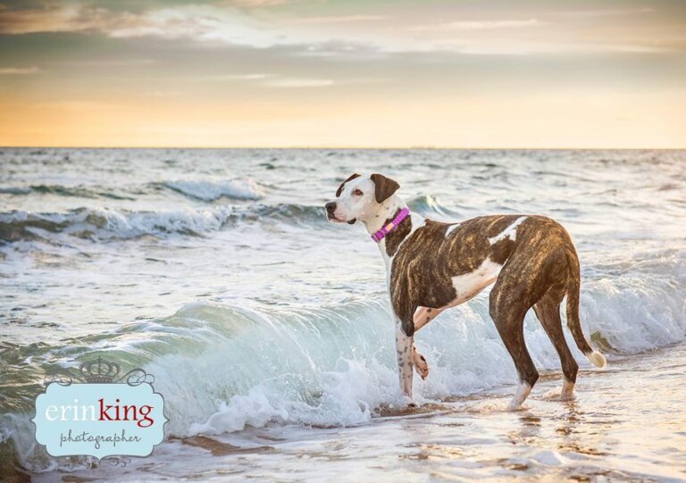 Great Dane dog pet photography Great Dane dog pet photography