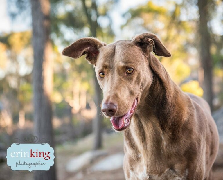 Staghound dog pet photography Staghound dog pet photography