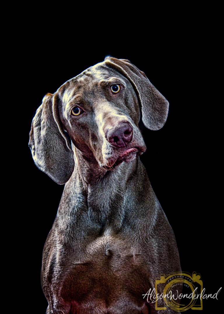 4leggedHillpeople.web 2 768x1076