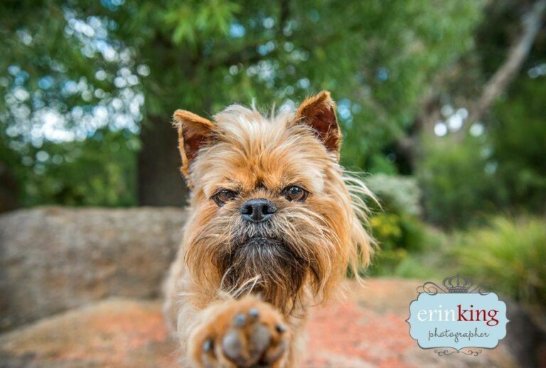 Brussels Griffon dog - pet photography Brussels Griffon dog - pet photography