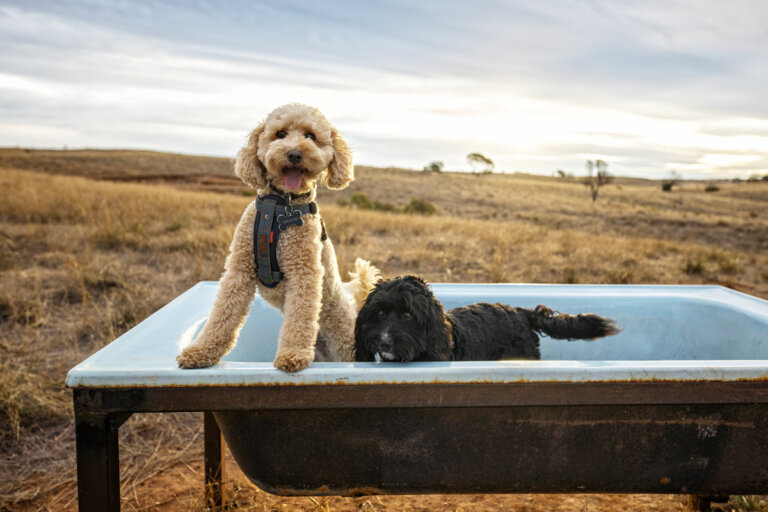 81A4688M 16x24b 768x512