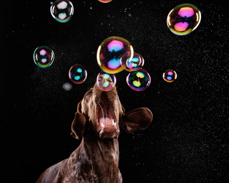 9Y2A0009 Edit 768x614