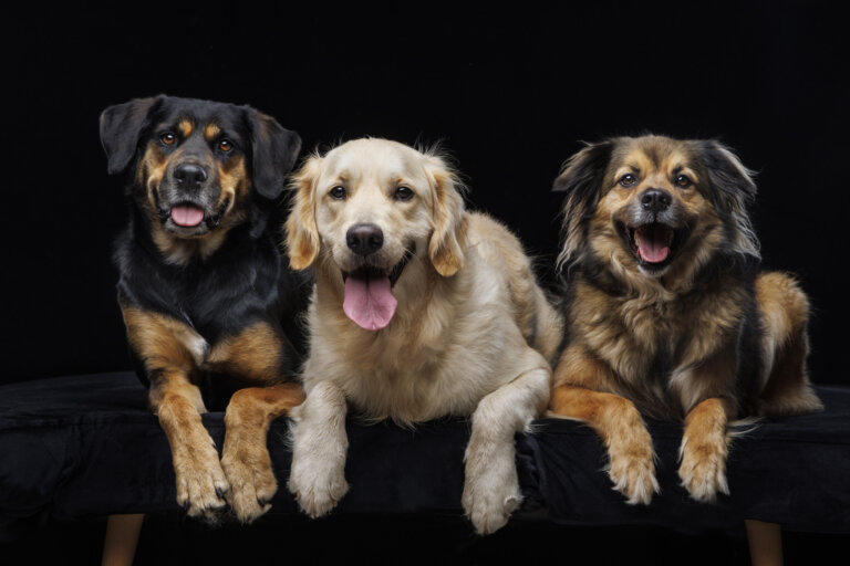 9Y2A0107 Enhanced 768x512