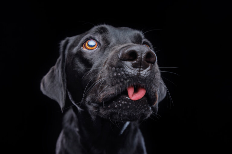 9Y2A0180 Edit 768x512