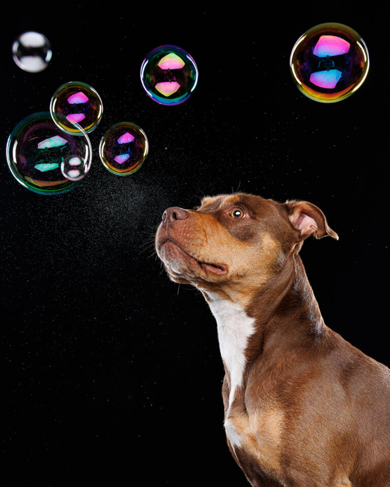 9Y2A7362 Enhanced Edit Edit 768x960