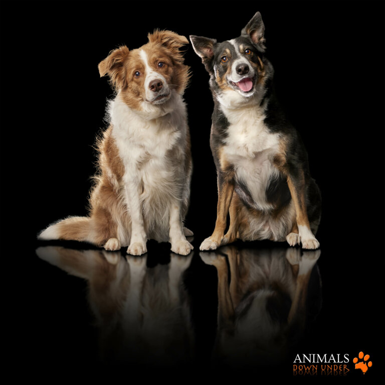 ADU 18 x 18 Metal Molly Peaches Charne 1905232805 6930 V3 768x768