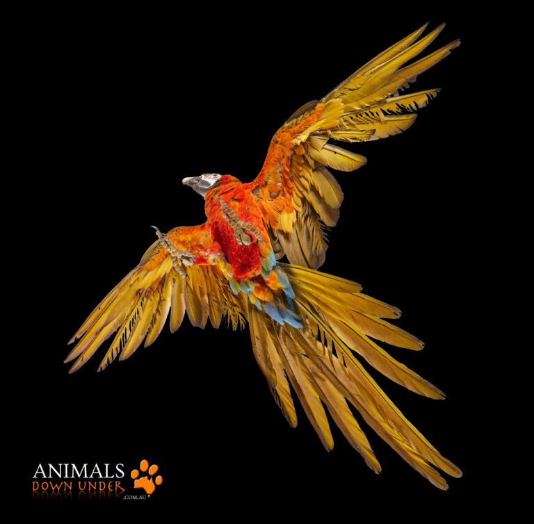 ADU Birds 0404232163 768x754