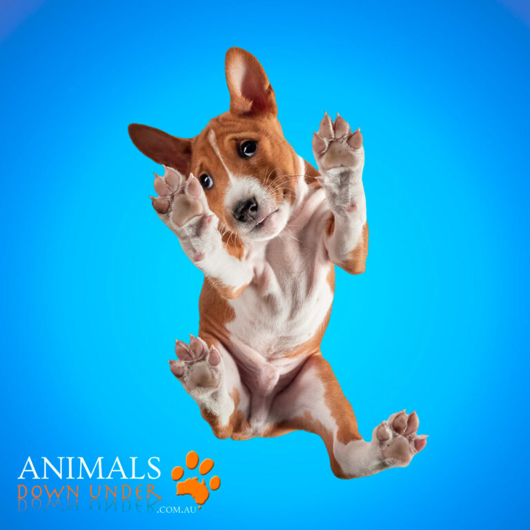 ADU Charlie Savva Basenji pups 250823  28 Blue 768x768