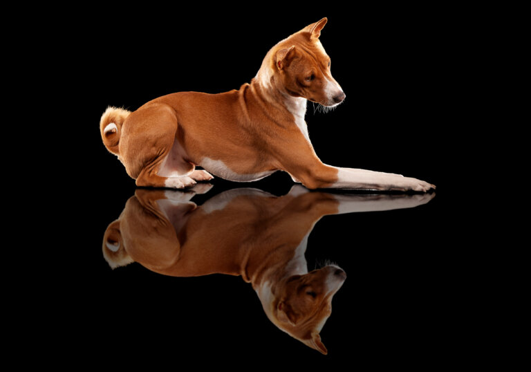 ADU Charlie Savva Basenji pups 250823  360 768x538