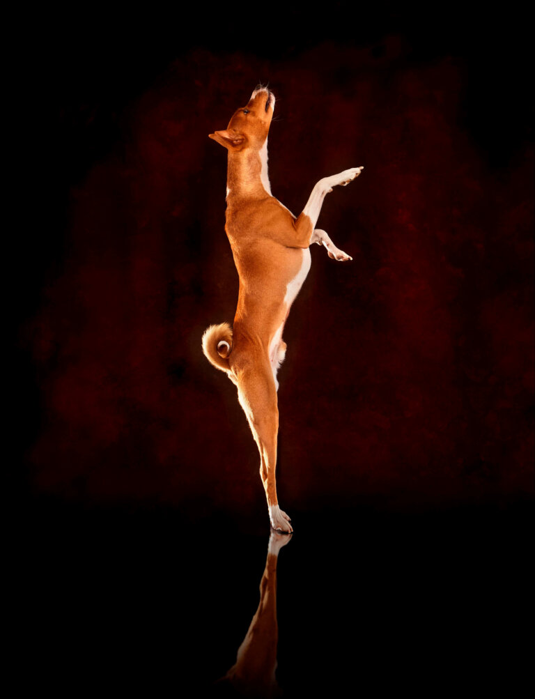 ADU Charlie Savva Basenji pups 250823  395 B Web 768x1003