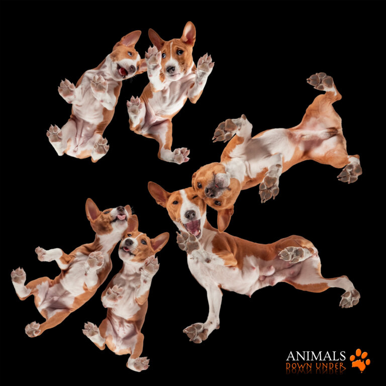 ADU Charlie Savva Basenji pups 250823  40 2 768x768