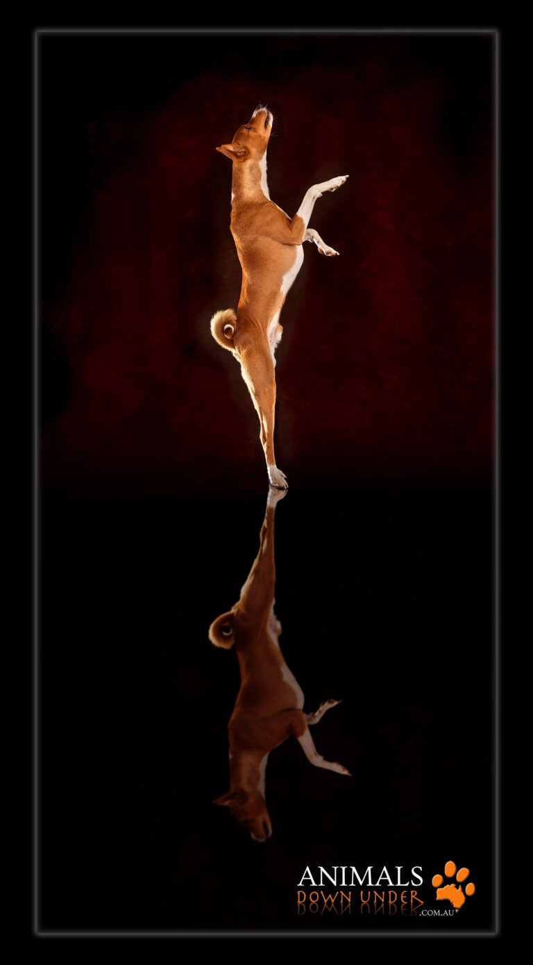 ADU Charlie Savva Basenji pups 250823 395 Web 768x1389