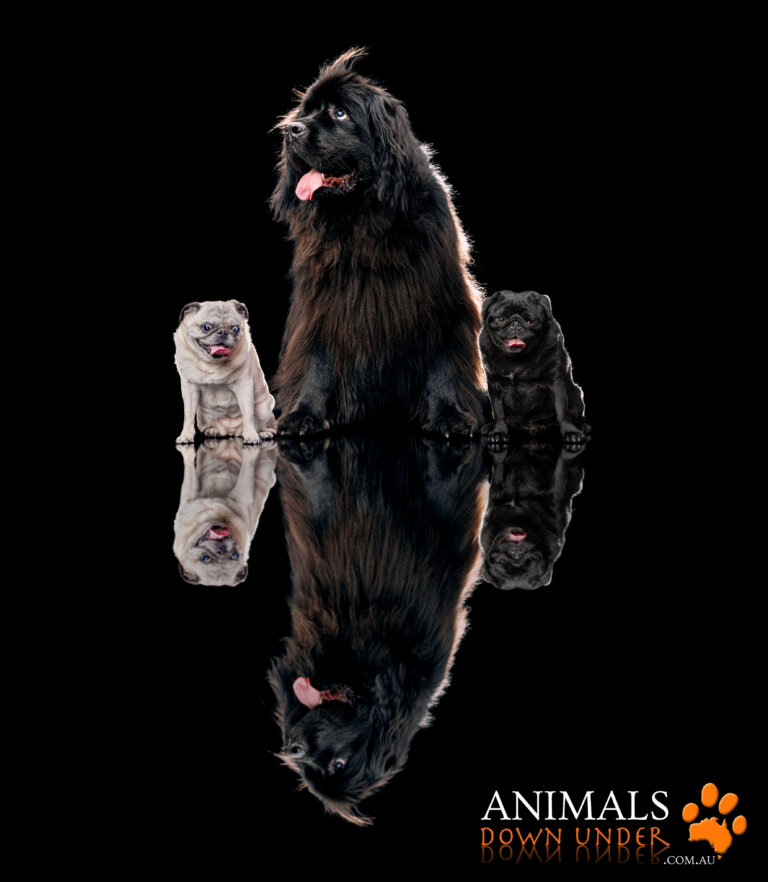 ADU HNM 5B 5772 Edit 768x882