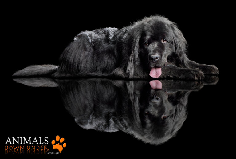 ADU Harvey 5A 5944 Name 768x517