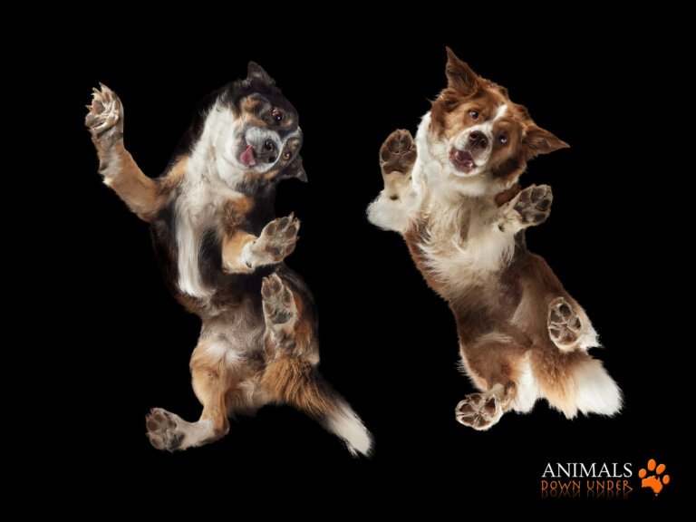 ADU Molly Peaches Charne 768x576