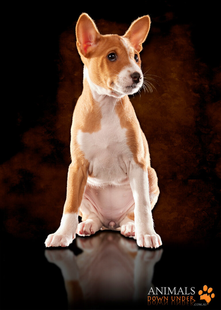 ADU White 4 Charlie Savva Basenji pups 250823  430 WEB 768x1074