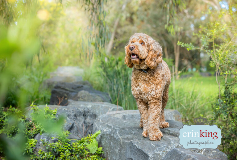 Spoodle dog pet photography Spoodle dog pet photography
