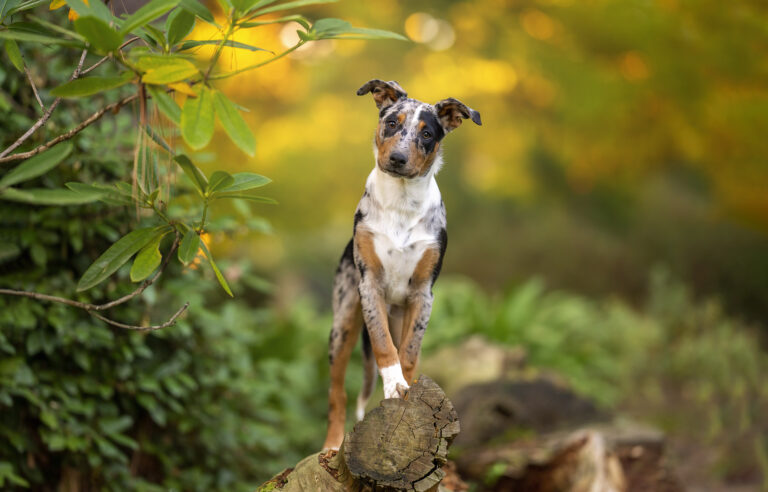 Amnmo FB AD 2693 Edit 768x492