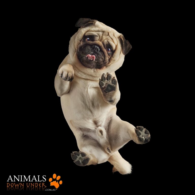 Animals Down Under ADU Merlin the Pug 221223  110 768x768