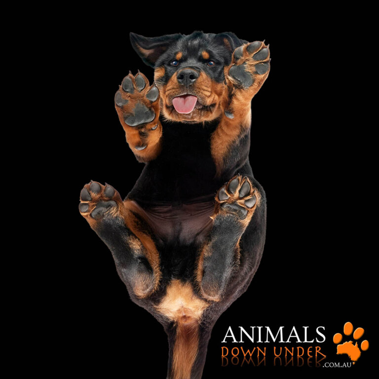 Animals Down Under Axel 090923 2 768x768