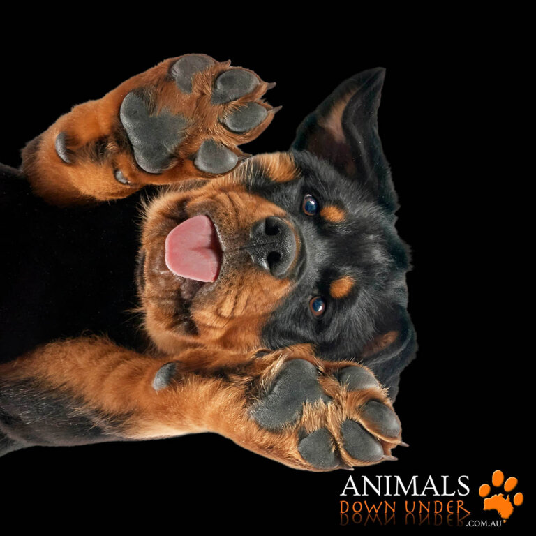 Animals Down Under Axel 090923 3 768x768