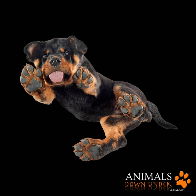 Animals Down Under Axel 090923 5 768x768