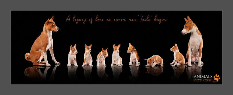 Animals Down Under Basenji pups  1E WEB 768x314