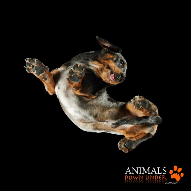 Animals Down Under Bear 4251 768x768