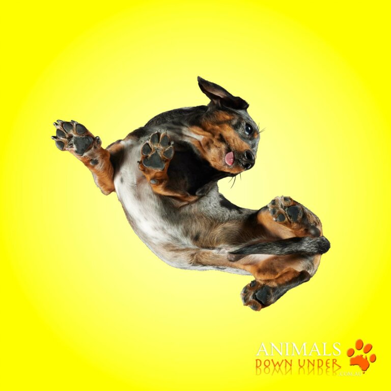 Animals Down Under Bear 4251 Col 768x768