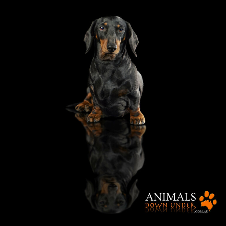 Animals Down Under Dachshund Brewster 237 768x768