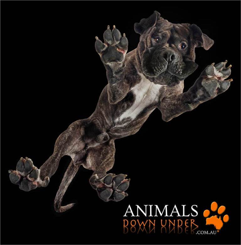 Animals Down Under Doza 211 768x780