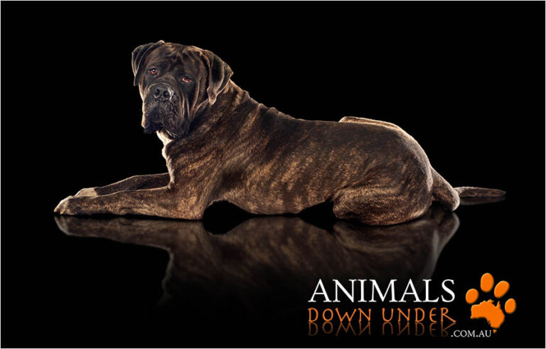 Animals Down Under Doza 305 768x491