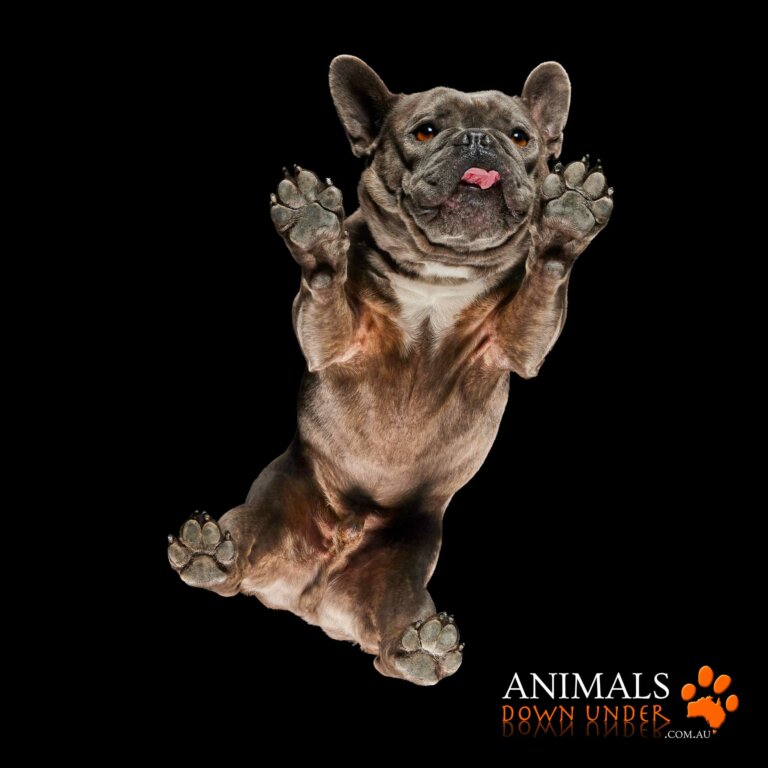 Animals Down Under Fin 0394 768x768