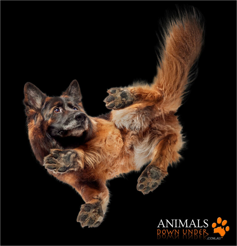 Animals Down Under Kaos Mayhem 261023  25 1 IG 768x796
