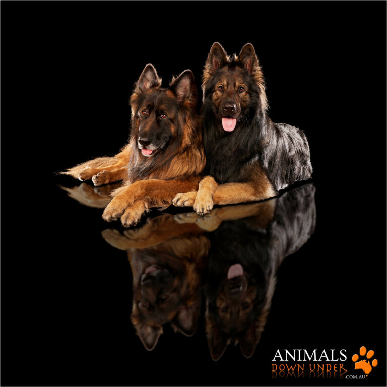 Animals Down Under Kaos Mayhem 261023  350 IG 768x768