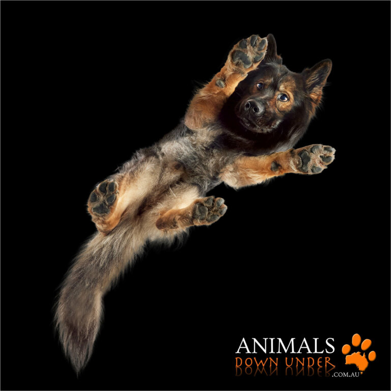 Animals Down Under Kaos Mayhem 261023  74 IG 768x768