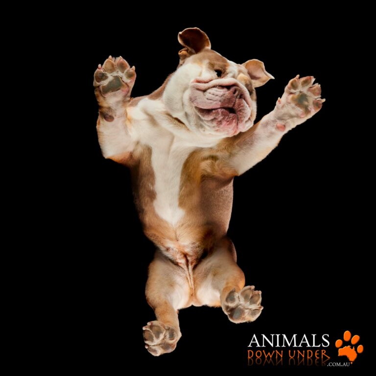 Animals Down Under Lila 0321 768x768