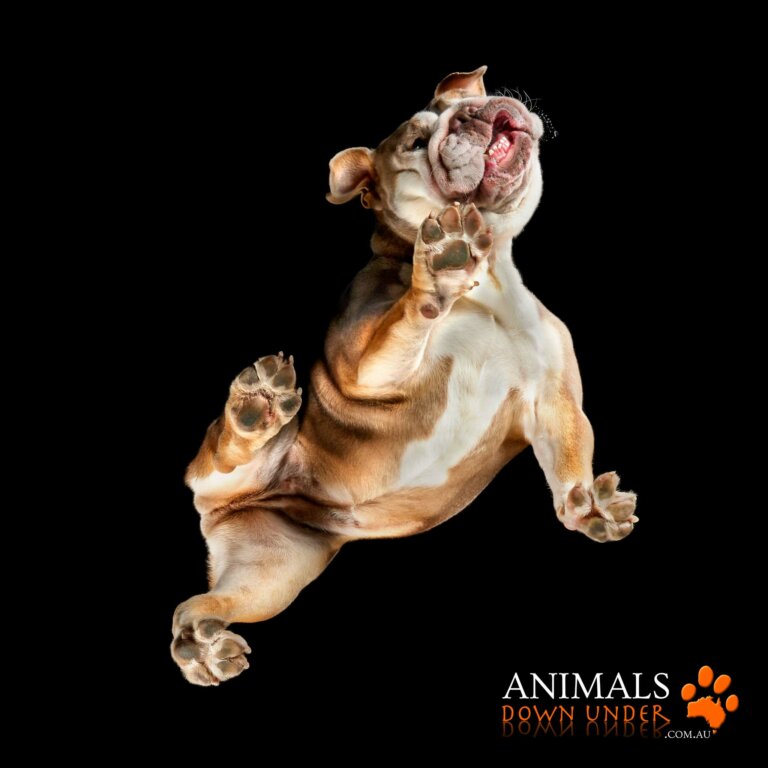 Animals Down Under Lila 0324 768x768