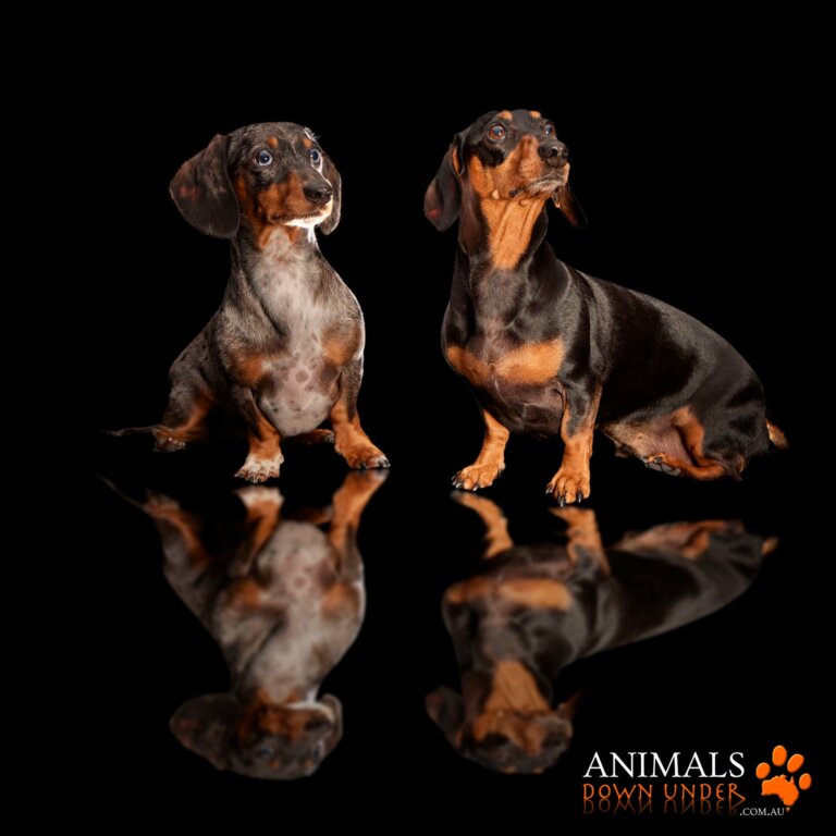 Animals Down Under Louis Bear4268 768x768