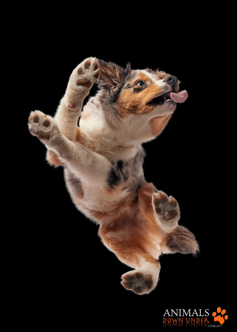 Animals Down Under Maple Aussie Shephard  10 768x1076