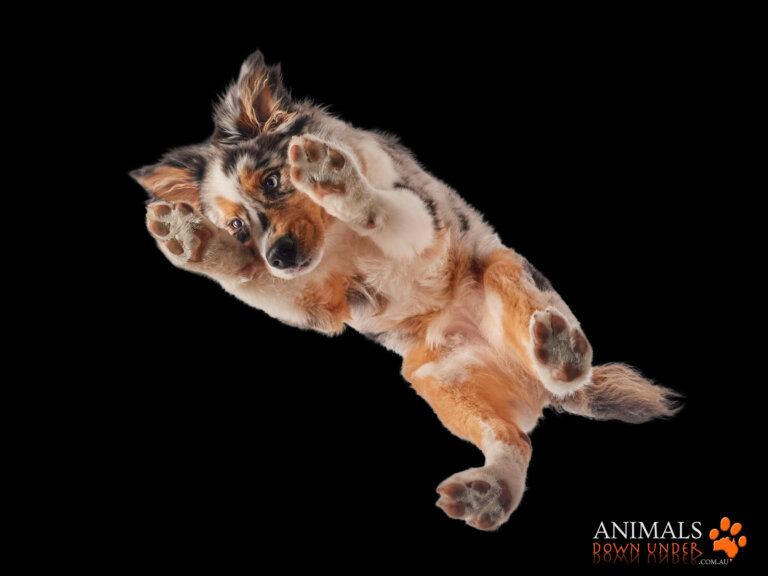 Animals Down Under Maple Aussie Shephard  22 768x576