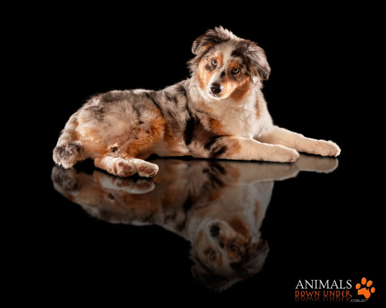 Animals Down Under Maple Aussie Shephard  30 768x614