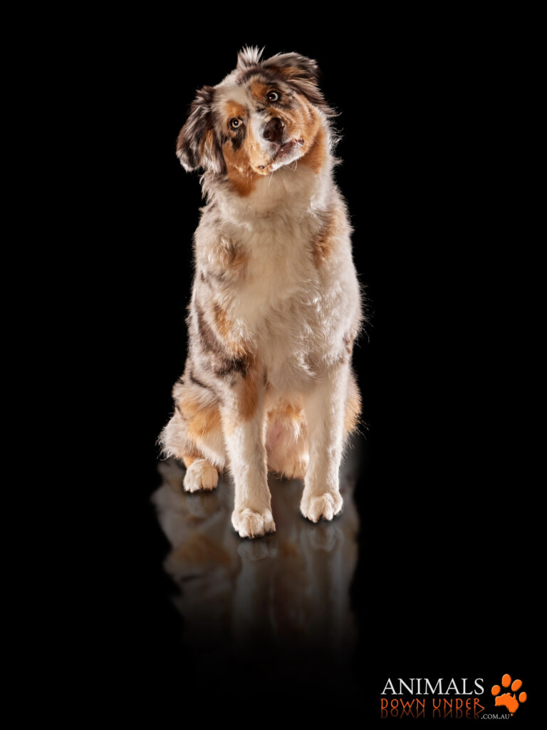 Animals Down Under Maple Aussie Shephard  34 768x1024